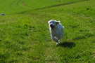 Clumber Spaniel Puppies