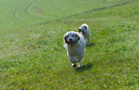 Clumber Spaniel Welpen