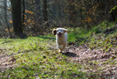 Clumber Spaniel Welpen