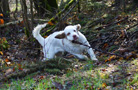  Spaniel Welpen