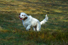 Clumber Spaniel Welpen