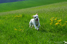 Clumber Spaniel Welpen