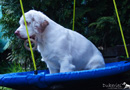 Spielende Clumber Spaniel Welpen