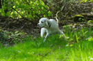  Spaniel Welpen