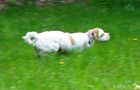 Clumber Spaniel Welpen
