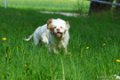 Clumber Spaniel Welpen