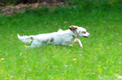  Spaniel Welpen