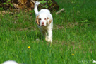 Clumber Spaniel Welpen