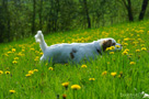 Clumber Spaniel Welpen