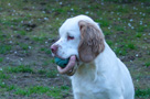  Spaniel Welpen