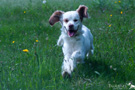 Clumber Spaniel Welpen