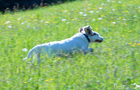 Clumber Spaniel Welpen