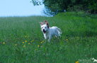 Clumber Spaniel Welpen