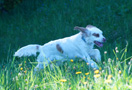 Clumber Spaniel Puppies
