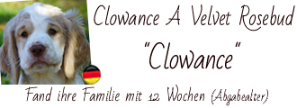 Clumber Spaniel Clowance