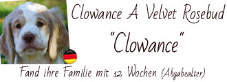 Hier findet man das Fotoalbum von Clowance Clumber Spaniel Clowance