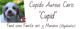 Hier findet man das Fotoalbum von Cupid Clumber Spaniel Cupid