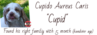 Clumber Spaniel Cupid