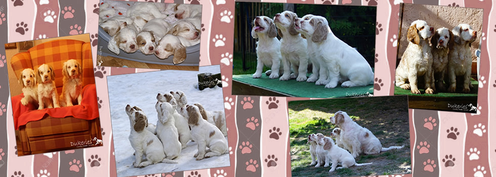 Clumber Spaniel von Dukeries'