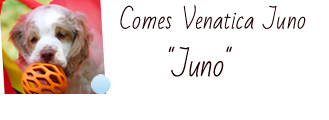 Clumber Spaniel Juno
