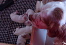 Clumber Spaniel Welpen 1. Woche