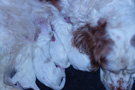 Clumber Spaniel Welpen 1.Tag