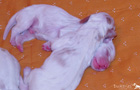 Clumber Spaniel Welpen 1. und 2. Woche