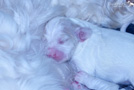 Clumber Spaniel Welpen in Wurfkiste