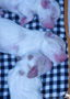 Clumber Spaniel Welpen 1. Woche