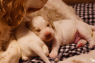 Clumber Spaniel Welpen 3. Woche mit Mama