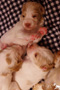 Clumber Spaniel Welpen 3. Woche in der Wurfkiste