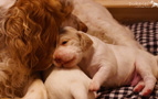 Clumber Spaniel Welpen 3. Woche mit Mama kuscheln