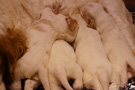 Clumber Spaniel Welpen 3. Woche