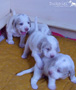 Clumber Spaniel Welpen 3 Wochen spielend