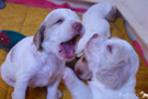 Clumber Spaniel Welpen 3 Wochen spielend