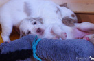 Clumber Spaniel Welpen 3 Wochen spielend