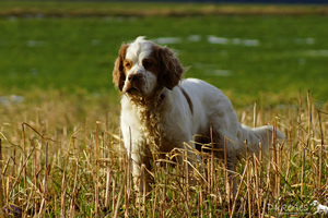 Clumber Spaniel dam Dukeries' Aven Midland Rose