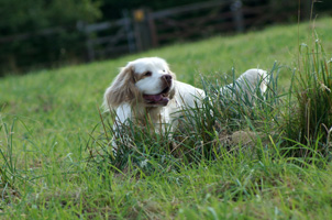 Clumber Spaniel Sire Venaticus Julius