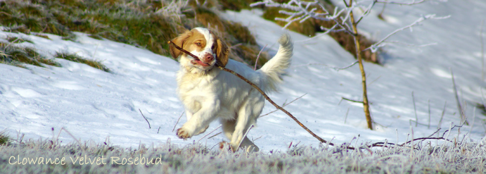 Clumber Spaniel Clowance