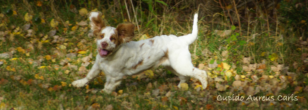 Clumber Spaniel Cupid