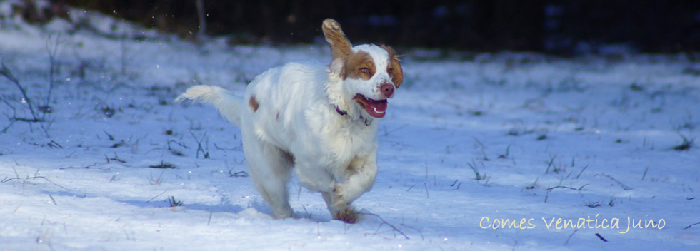 Clumber Spaniel Juno