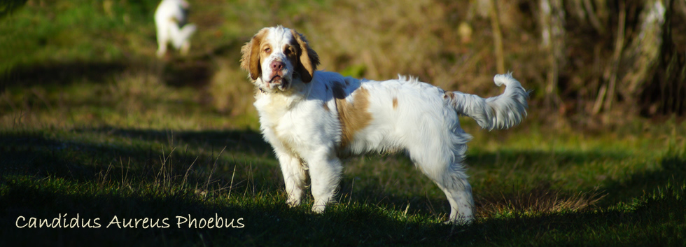 Clumber Spaniel Phoebus