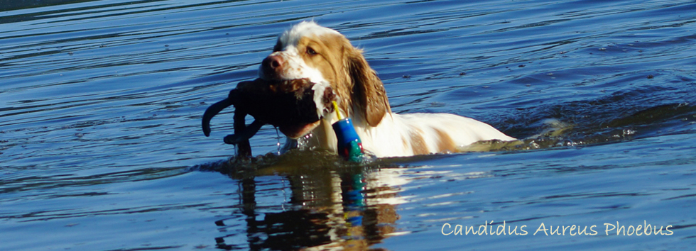 Clumber Spaniel Phoebus