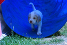 Clumber Spaniel Welpen erster Ausflug in den Garten