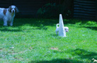 Clumber Spaniel Welpen 4 Wochen erster Ausflug mit Mama, Oma und Tanten