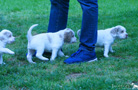 Clumber Spaniel Welpen 4 Wochen erster Ausflug in den Garten