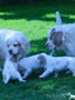 Clumber Spaniel Welpen erster Ausflug in den Garten