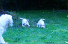 Clumber Spaniel Welpen 4 Wochen im Welpengarten