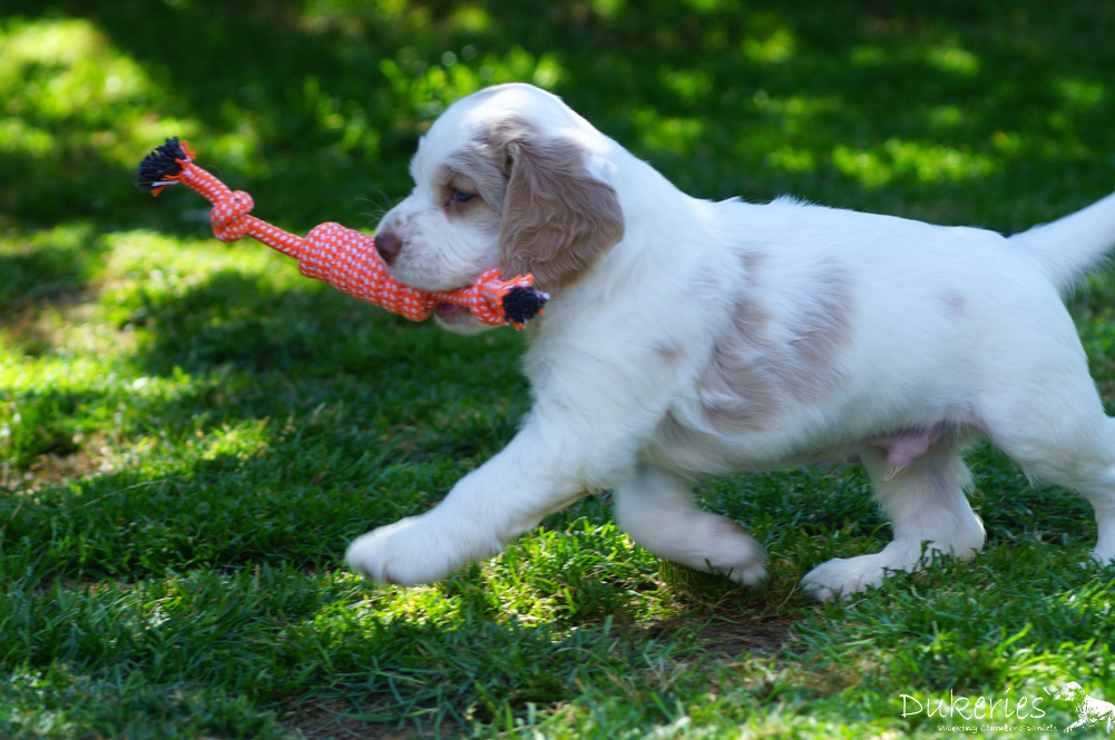 Clumber Spaniel Phoebus Welpe 5 Wochen im Garten