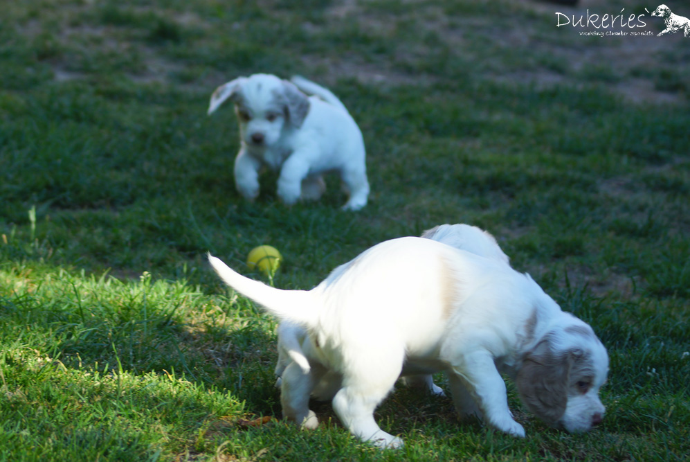 Clumber Spaniel Phoebus Welpe 5 Wochen im Garten